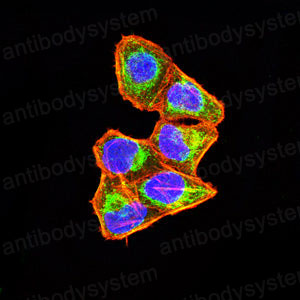 Валидация IF - AntibodySystem RHA21802