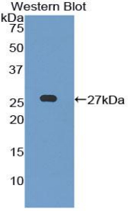 52203