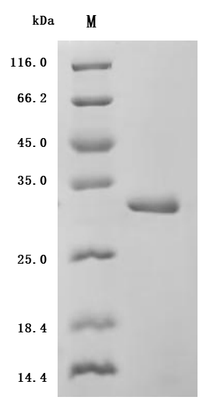 SDS-PAGE