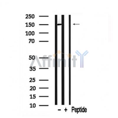 Валидация Affinity AF7759 - 4463