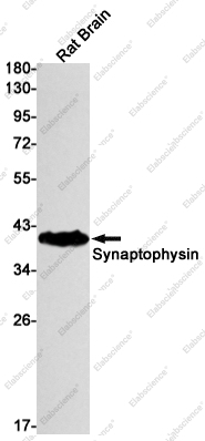 Вестерн-блоттинг, Synaptophysin, лизат мозга крысы