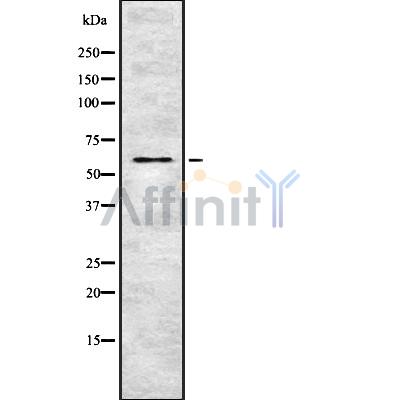 Валидация Affinity DF8742 - 20756