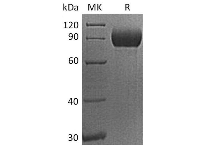 Валидация Elabscience PKSH033562(3859)