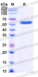 EHM00103, SDS-PAGE