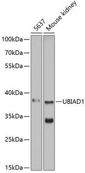 Валидация Elabscience E-AB-66069
