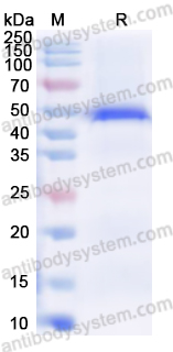 Валидация AntibodySystem YHD79901