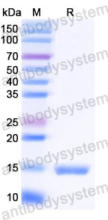 Валидация SDS-PAGE - AntibodySystem RVV00109