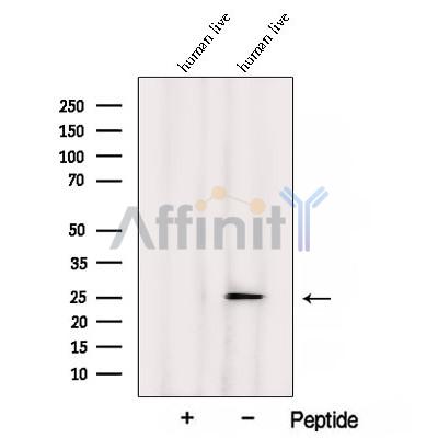Валидация Affinity DF12834 - 7554
