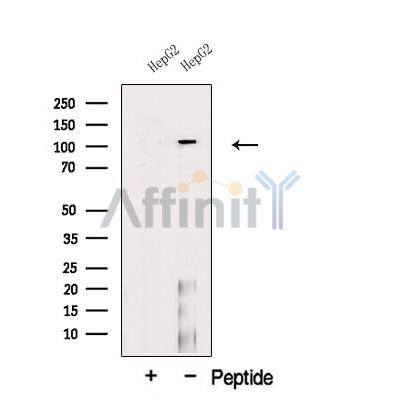 Валидация Affinity DF12516 - 7112