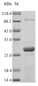 SDS-PAGE