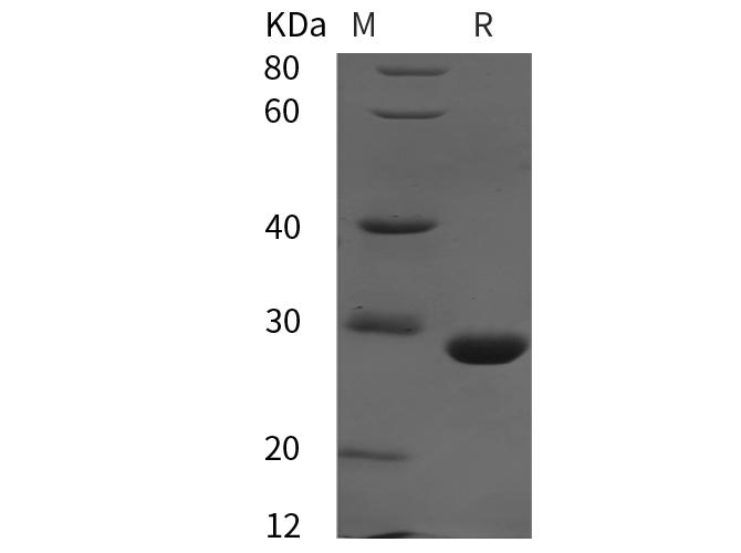 Валидация Elabscience PDEH100935(356)