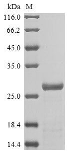 SDS-PAGE
