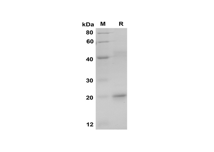 Валидация Elabscience PDEH100576(88)