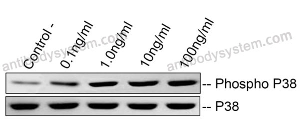 Валидация активности AntibodySystem AHJ23501