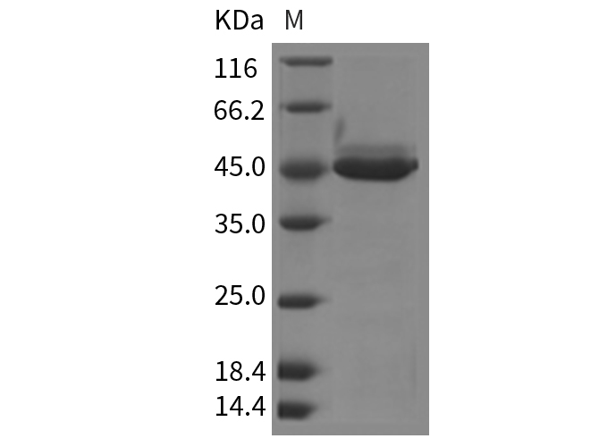 Валидация Elabscience PKSM040334(4338)