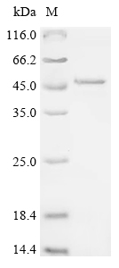 SDS-PAGE
