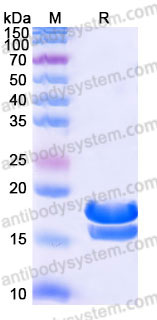 AHD12603, SDS-PAGE