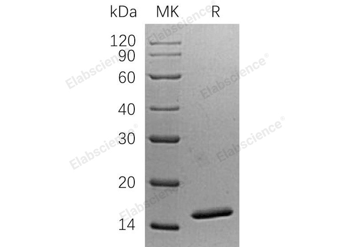 Валидация Elabscience PKSH032810(3227)