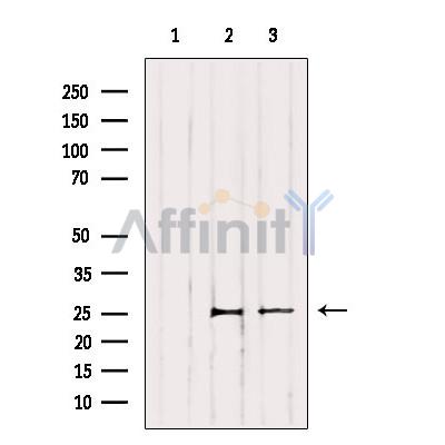 Валидация Affinity AF6068 - 3270