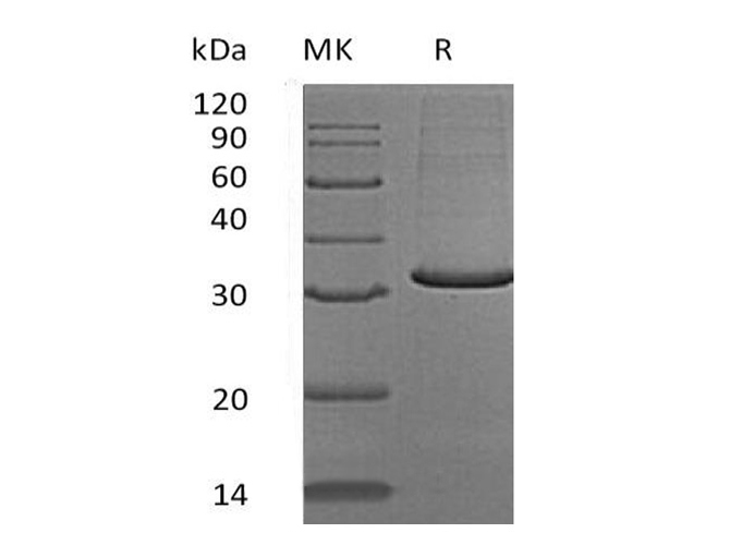 Валидация Elabscience PKSH033536(3836)