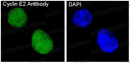 Валидация IF - AntibodySystem RHB84102