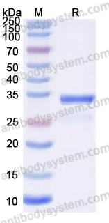 Валидация AntibodySystem YHK13901