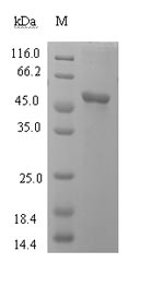 SDS-PAGE
