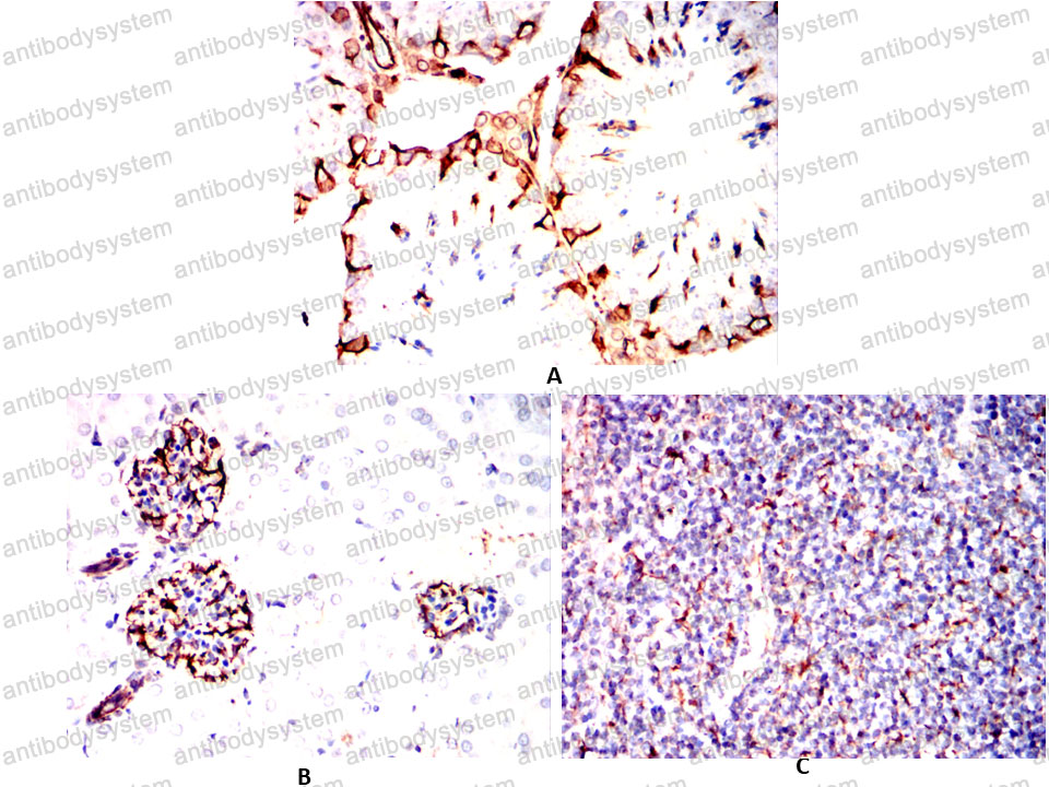 Валидация AntibodySystem RHJ04003 (3325)