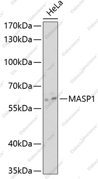 Вестерн-блоттинг, MASP1, клетки HeLa