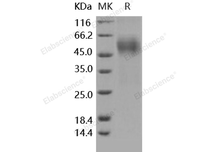 Валидация Elabscience PKSH030473(1392)