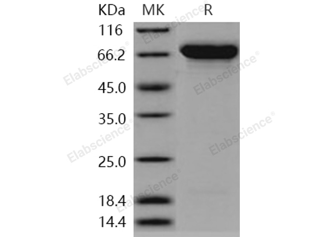 Валидация Elabscience PKSH031007(1818)