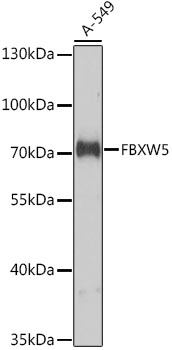 Валидация Elabscience E-AB-68018