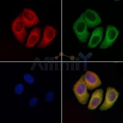 Валидация Affinity DF6299 - 17613