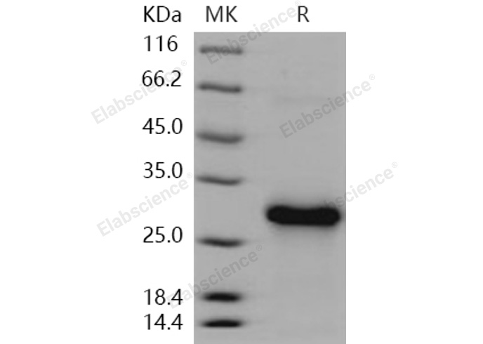 Валидация Elabscience PKSH031113(1894)