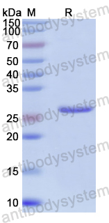 YXX50301, SDS-PAGE