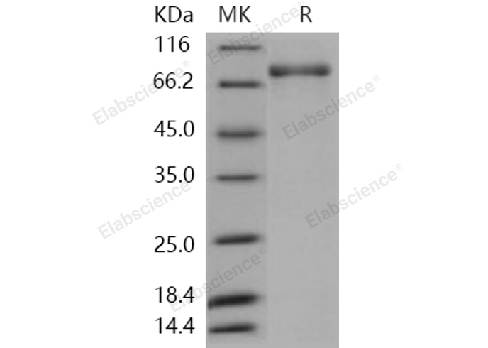 Валидация Elabscience PKSH031014(1824)