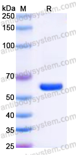 EHK75201, SDS-PAGE