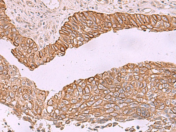 Валидация Elabscience E-AB-18166