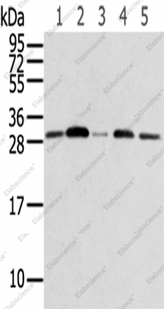Вестерн-блоттинг, RPA2, клетки 231, Jurkat, A549, HUVEC и HeLa