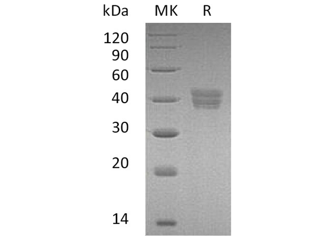 Валидация Elabscience PKSH033408(3733)