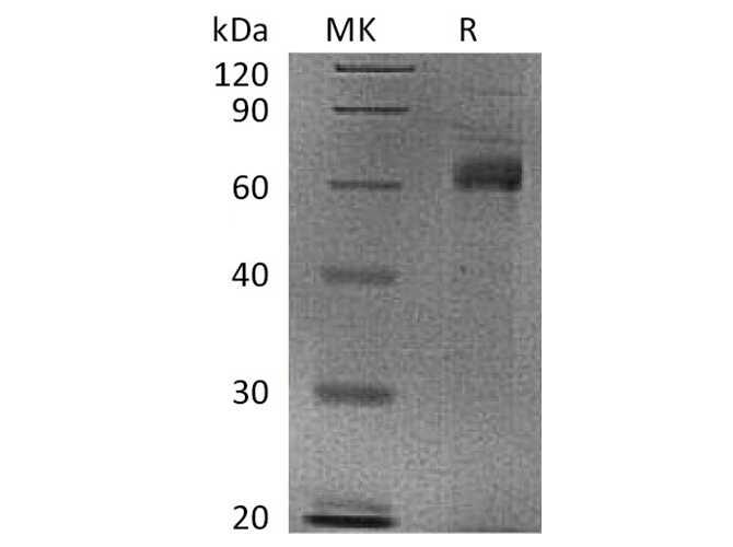 Валидация Elabscience PKSH033577(3872)