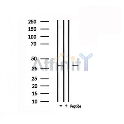 Валидация Affinity DF6017 - 17237