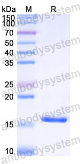 YHC38203, SDS-PAGE