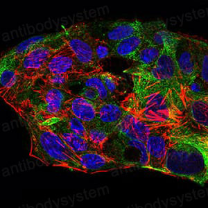 Валидация IF - AntibodySystem RHN28602