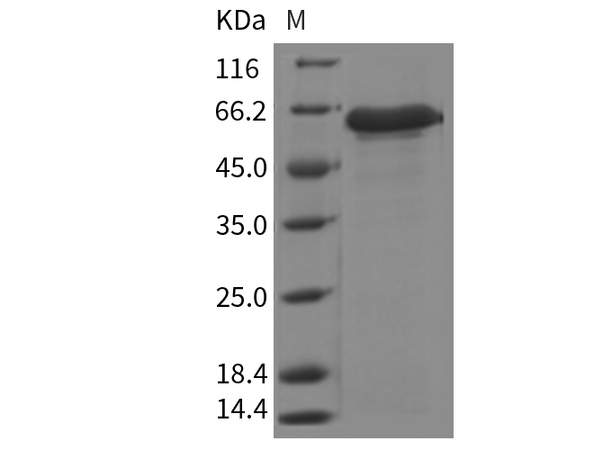 Валидация Elabscience PKSM040344(4348)