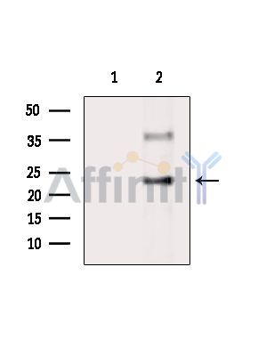 Валидация Affinity DF4609 - 16228