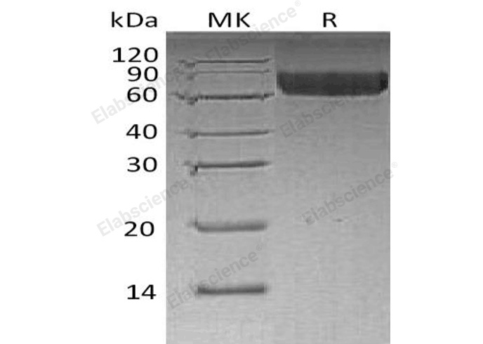 Валидация Elabscience PKSH032698(3128)
