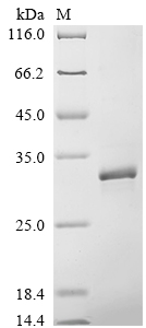 SDS-PAGE