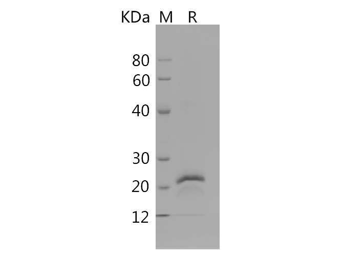 Валидация Elabscience PDMH100127(812)