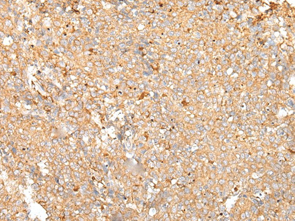 Валидация Elabscience E-AB-19430